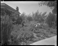 Herb garden in a front yard, Los Angeles, 1936