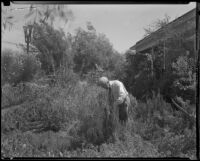 G. A. Hutchinson in his garden, North Hollywood, 1935