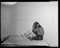 Ditto holding a newspaper during a photo-shoot for the Los Angeles Times, 1936