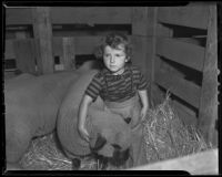 Four-year-old Jackie Sullivan pets a sheep, Vernon, 1938