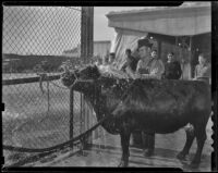 Mike Wilson bathes a steer at the Great Western Livestock Show, Vernon, 1938