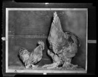 Buff Cochin chickens at the Great Western Livestock Show, Vernon, 1938
