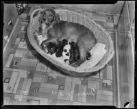 Queen Judith the cocker spaniel feeding her surviving litter of eight puppies born in the Monterey Park home of Mr. and Mrs. F. J. Renner, Monterey Park, 1938