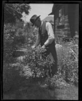 Lewis Patrick Phillips, former judge, tending his garden, Downey, 1922