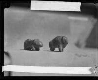 Two carved stone bison figures, retrieved by Arthur Sanger during an archaeological expedition to San Nicolas Island, Los Angeles vicinity, 1928