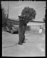 Muni the Bear, drinking sugar water from a glass bottle, Los Angeles, 1935