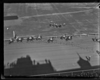 Birdseye view of race horses walking on the track at Santa Anita Park the month it first opened, Arcadia, 1934