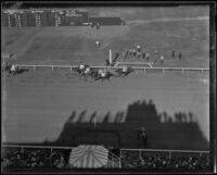 Birdseye view of race horse 