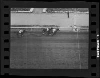 Horses approaching the finish line at Santa Anita Park on Christmas Day, Arcadia, 1935