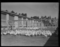 Chickens outside the chicken coop at the Los Angeles County Farm, Downey, 1920-1939
