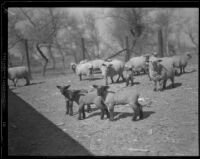 Sheep and lambs at the Los Angeles County Farm, Downey, 1920-1939