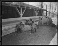 Sheep in a pen beside a stall at the Los Angeles County Farm, Downey, 1920-1939