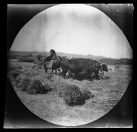 Oxen threshing wheat, seen from the road from Zanjān to Sulṭānīyah, Iran, 1891