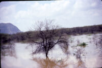 Flooded tree in foreground, with edge of mountain in background, Madurai (India : District), 1984