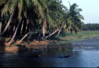 Lake with palm trees on the shore, Kottaram (Tamil Nadu, India), 1984