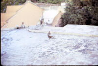 Langurs on a flat rooftop, Chennai (?) (India), 1984