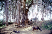 Landscape view with a large tree, cows, and the researchers' jeep, Madurai (India : District), 1984