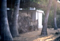 Trees and the exterior of a temple, Kottaram (Tamil Nadu, India), 1984