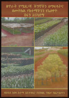 Poster chiefly in Amharic depicting four photographs of agricultural fields [descriptive]