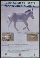 Poster chiefly in Amharic depicting an African wild donkey in an arid field and African wild donkey skulls [descriptive]