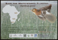 Save the white-winged flufftail (sarothrura ayresi)