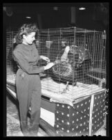 Mary Oviatt with a turkey at the Hemet Turkey Show, Hemet, 1946