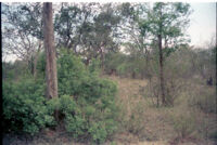 Forest scene with a brown deer with tall antlers among teak trees, Mudumalai Wildlife Sanctuary (India), 1984
