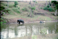 Forest scene with elephant trainers bathing elephants, Mudumalai Wildlife Sanctuary (India), 1984