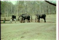 Forest scene with three boys and five elephants, Mudumalai Wildlife Sanctuary (India), 1984