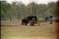 Forest scene with five elephants, Mudumalai Wildlife Sanctuary (India), 1984
