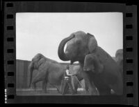 Trainer works with three circus elephants, Los Angeles, 1936