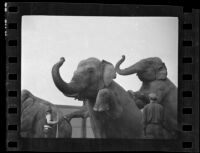 Trainer works with three circus elephants, Los Angeles, 1936