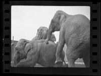 Three circus elephants during training, Los Angeles, 1936