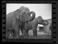 Two circus elephants, Los Angeles, 1936