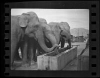 Five circus elephants at a watering trough, Los Angeles, 1936