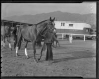 Race horse "Discovery" before Santa Anita Handicap, Arcadia, 1936