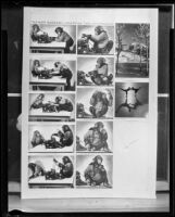 Photos of Chimpanzees Shorty and Ditto, Los Angeles, 1936