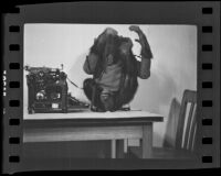 Shorty the chimpanzee plays with the typewriter, Los Angeles, 1936
