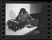 Shorty the chimpanzee plays with the typewriter, Los Angeles, 1936