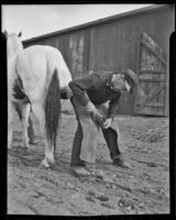 Peter Ebert, blacksmith for Al. G. Barnes Circus, shoeing a horse, Baldwin Park, 1936