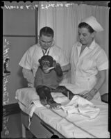 Dr. John J. Durkin and Nurse Lila Strange treat Ditto the monkey at the Georgia Street Receiving Hospital, Los Angeles, 1936
