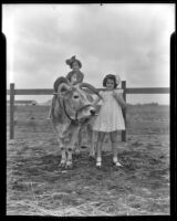 Colleen Fitzgerald rides an ox, while Marian Waddell stands next to her, Van Nuys, 1936