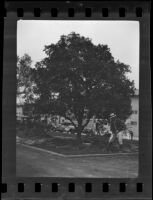 Man with shovel in front of a tree, Arcadia (?), 1935