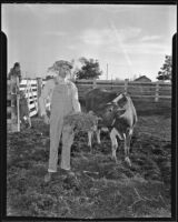 Prizewinner Nick G. Shoutan and one of his cows, Artesia, 1935