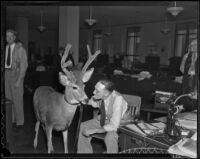 "Chiefie" the deer and L. A. Times editor Bill Wayne, Los Angeles, 1935