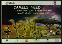 Camels need vaccination & health care