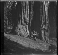 Mertie West, Forrest Whitaker, Agnes Whitaker, and H. H. West Jr. pose near giant sequoia trees, Yosemite National Park, about 1929