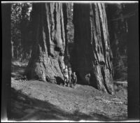 H. H. West, his wife, Mertie, and his son pose in front of giant sequioa trees, Yosemite National Park, about 1929