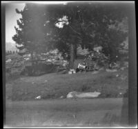 H. H. West Jr. sits next to a tree at a campsite at Twin Lakes, Bridgeport vicinity, 1929