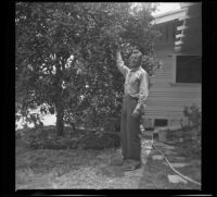 Lynn West picks an orange off of a tree in Wayne West's yard, Santa Ana, 1942